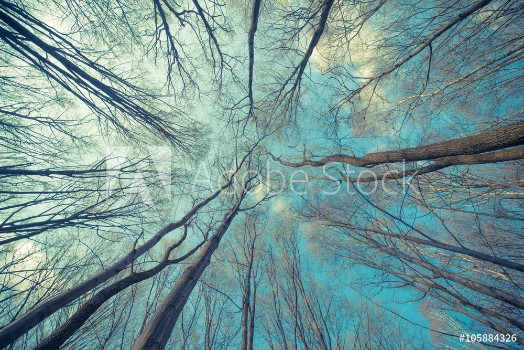 Picture of Trees Web Background
